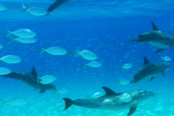 nWave_DOLPHINS3D_Still16