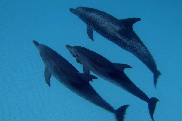 nWave_DOLPHINS3D_Still3