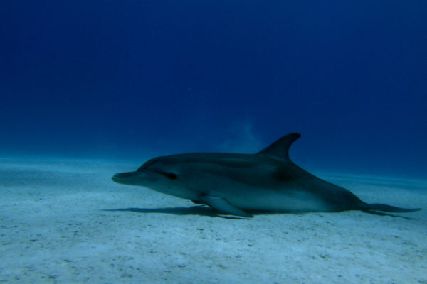 nWave_DOLPHINS3D_Still6