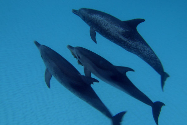nWave_DOLPHINS3D_Still8