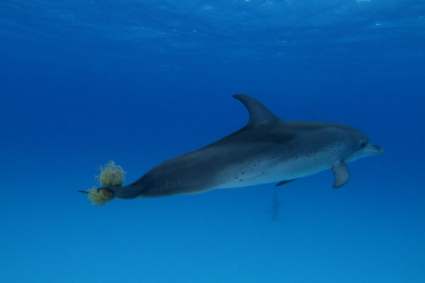 nWave_DOLPHINS3D_Still9