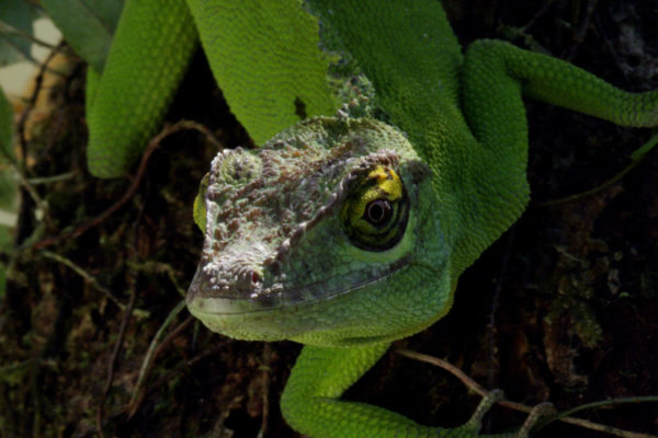 nWave_Hurricane_Chameleon1