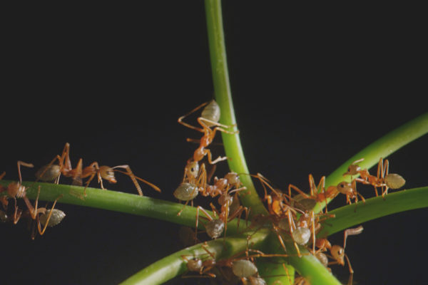 nWave_MicroMonsters_Ant2