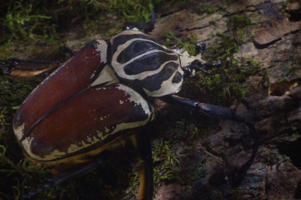 nWave_MicroMonsters_Beetle