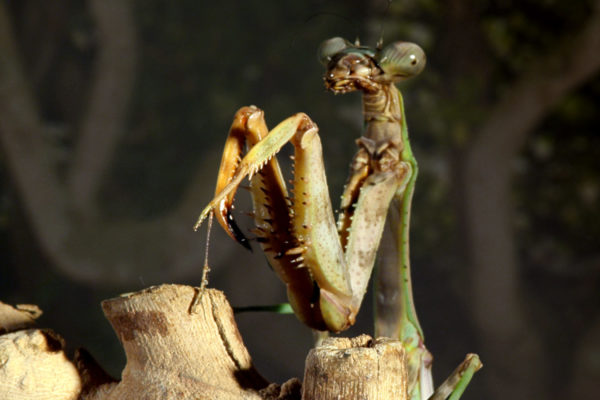 nWave_MicroMonsters_Mantis1