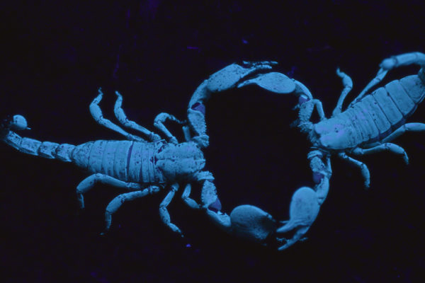 nWave_MicroMonsters_ScorpionDance