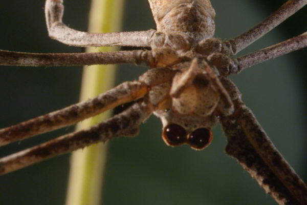 nWave_MicroMonsters_Spider1