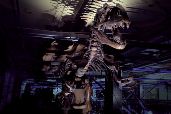 nWave_MuseumAlive_DinosaurSkeletton2