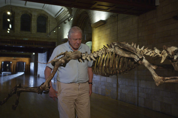 nWave_MuseumAlive_Smilodon