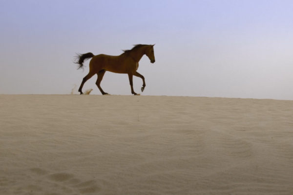nWave_SecretsOfTheDunes_Trailer.00_01_40_04.Still007