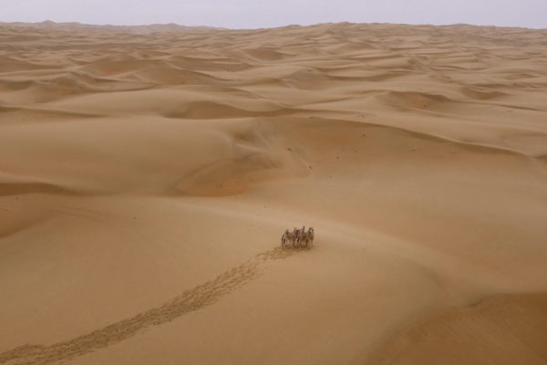 nWave_SecretsOfTheDunes_Trailer.00_02_05_18.Still005