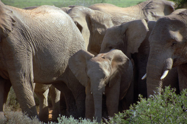 01-Elephant