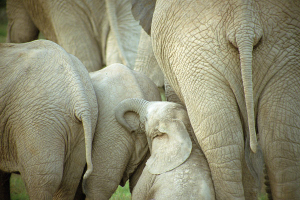 02-Elephant