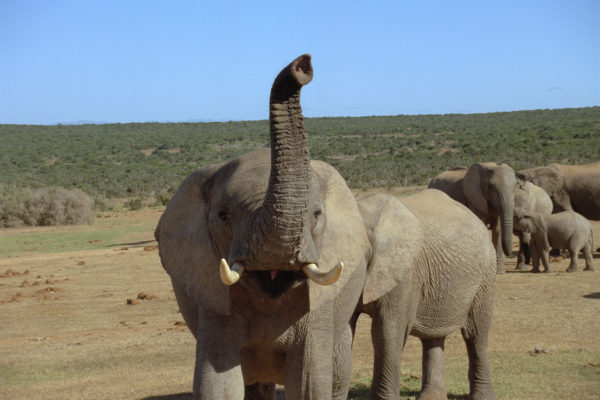 03-Elephant