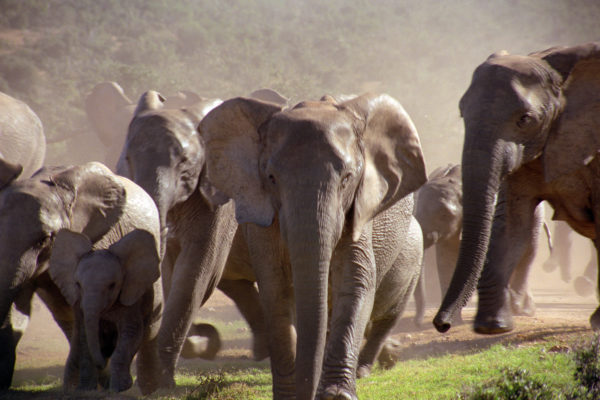 04-Elephant
