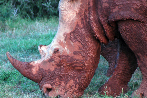 RINO 1