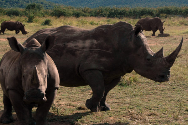 RINO 2